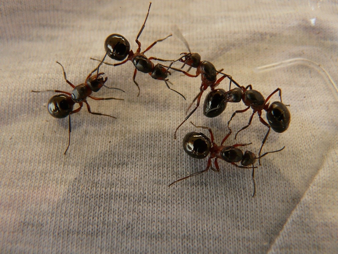 Des fourmis dans une maison