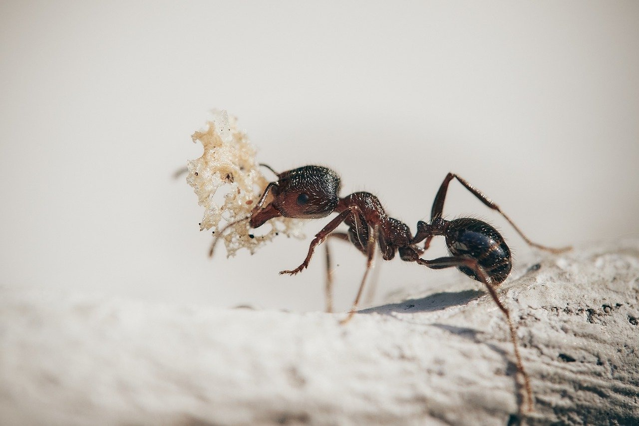 Gros plan de la fourmi