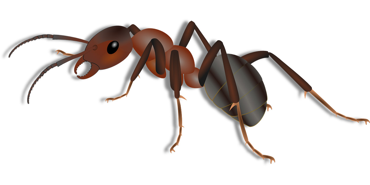 Illustration de la fourmi