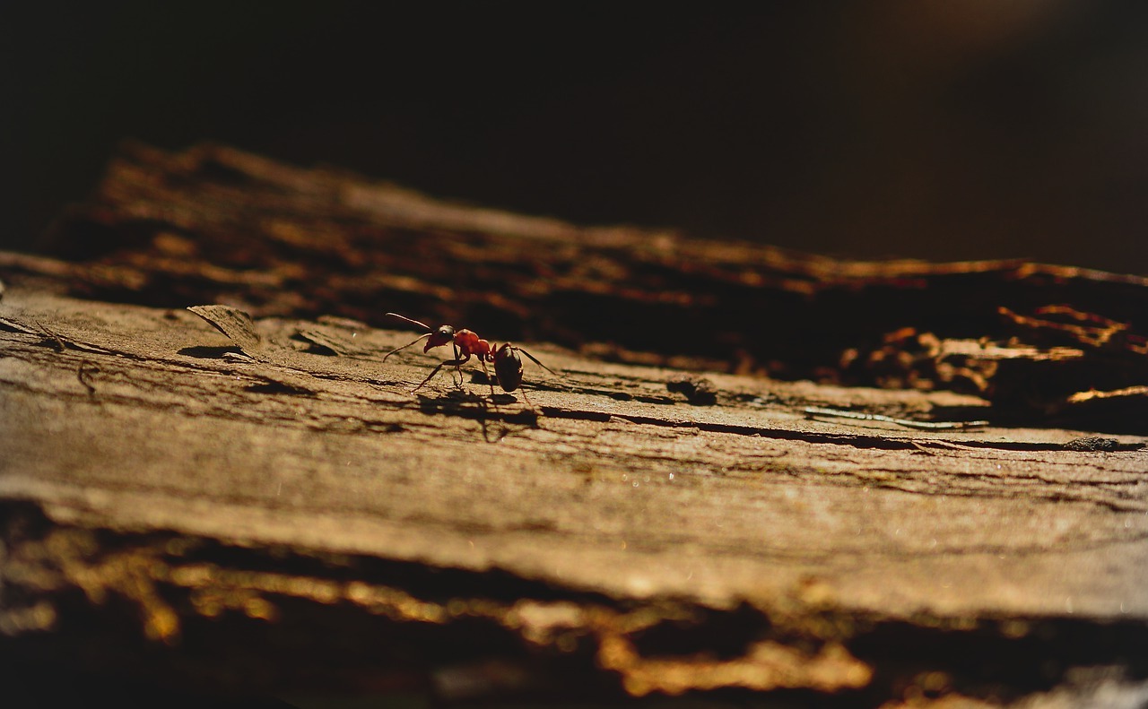 Une fourmi rouge sur du bois